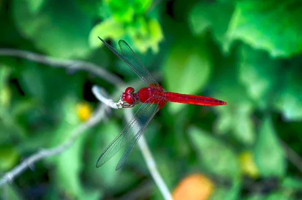 Libellule Rouge Dans Jardin Sur Fond Feuilles Vertes — Photo