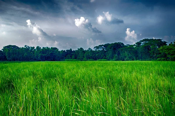 Campo Arroz Verde Cielo Nublado Campo Sri Lanka — Foto de Stock
