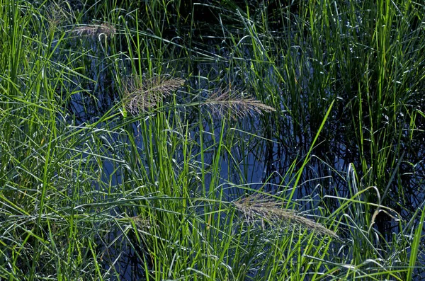 Juncos Verdes Crescendo Uma Pequena Lagoa Temporada Verão — Fotografia de Stock