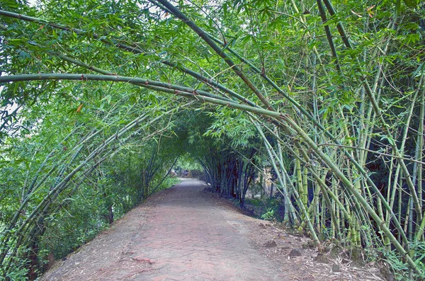Tayland Phuket Teki Bahçede Bambu Tüneli — Stok fotoğraf