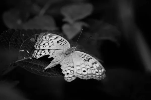 Papillon Sur Feuille Dans Jardin Noir Blanc — Photo