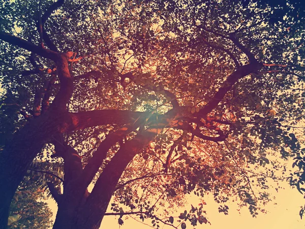 Strom Parku Při Západu Slunce Filtrovaný Snímek Zpracovaný Vintage Efekt — Stock fotografie