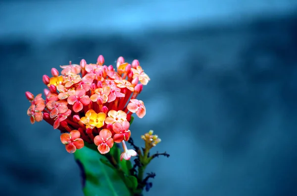 庭で美しいイクソラの花 選択的なフォーカス — ストック写真