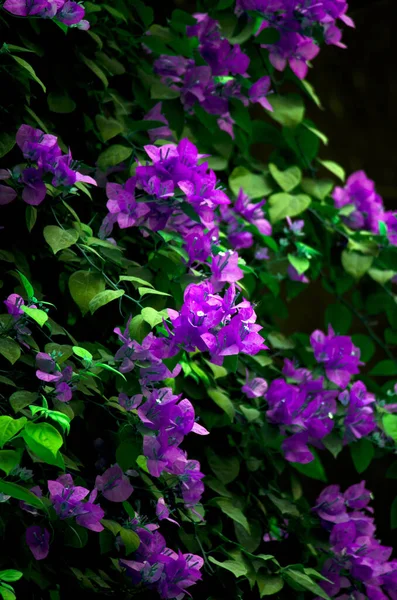 紫花ブーゲンヴィラ 夜に庭で花 — ストック写真