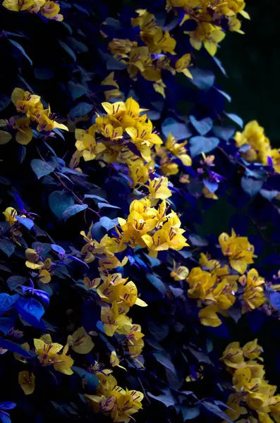Bougainvillea Bloemen Bloeien Tuin Nachts — Stockfoto