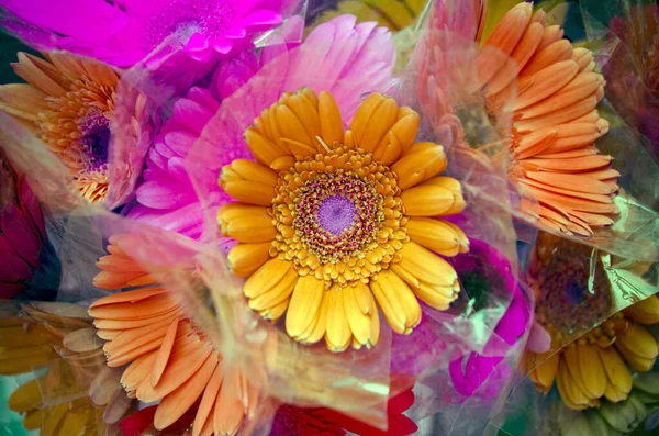 Colorful Gerbera Flowers Plastic Bag Closeup Photo — Stock Photo, Image