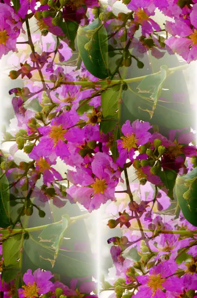 Lagerstroemia Floribunda Bloem Achtergrond Behang — Stockfoto