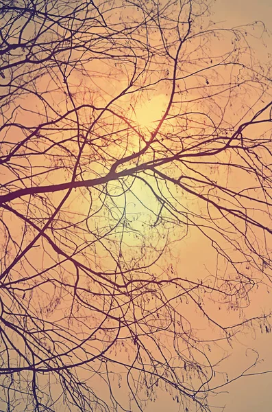 Baum Äste Silhouette Gegen Den Sonnenuntergang Himmel Vintage Retro Effekt — Stockfoto
