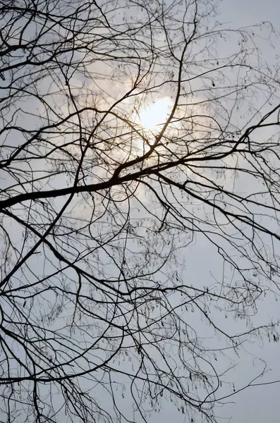 Nahé Větve Stromů Proti Obloze Slunce Svítí Skrz — Stock fotografie