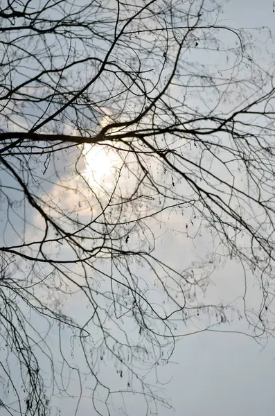Silhueta Galhos Árvore Contra Céu Azul Sol — Fotografia de Stock
