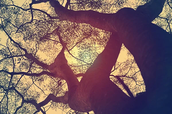 Silueta Větví Stromů Slunečním Světlem Ráno Styl Ročníku — Stock fotografie