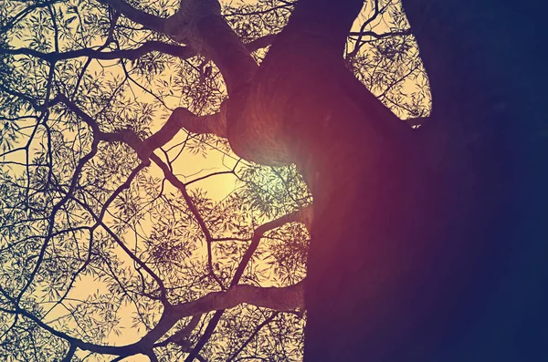 木の枝を通して日光が輝いています ビンテージトーニング — ストック写真