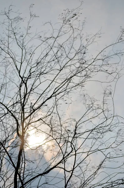 Silhouette of tree branches against the sky with the sun.