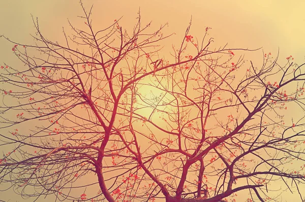 Κλάδος Του Δέντρου Κόκκινα Λουλούδια Στο Φόντο Του Ουρανού Vintage — Φωτογραφία Αρχείου