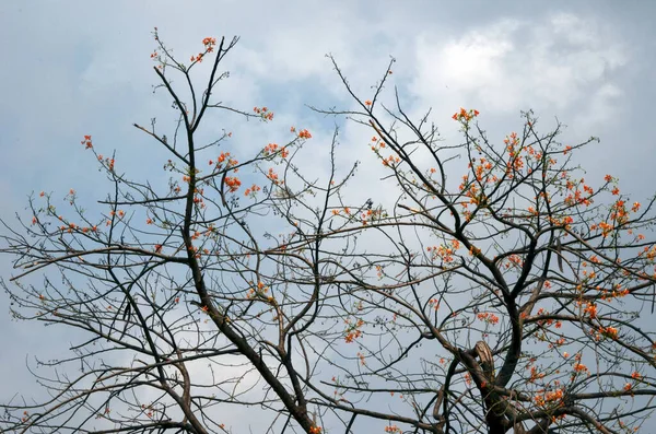 Chama Floresta Bombax Ceiba Árvore Céu Azul — Fotografia de Stock