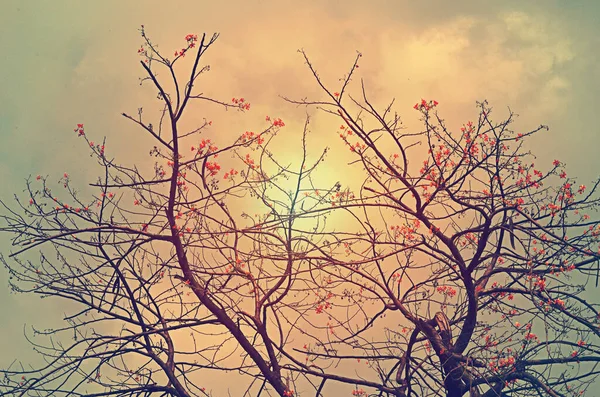 Ramo Árvore Com Flores Vermelhas Fundo Céu Tom Vintage — Fotografia de Stock