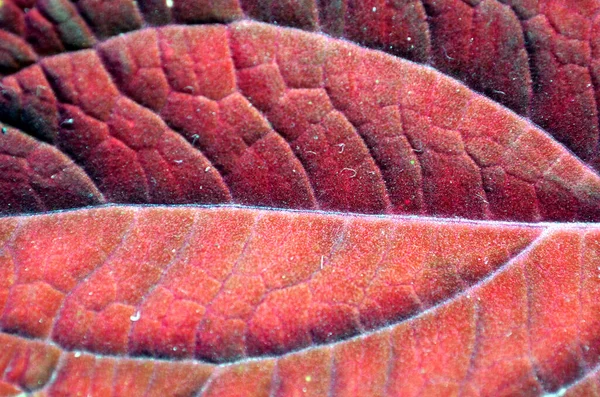 Zbliżenie Czerwonego Liścia Jelita Grubego Selektywne Skupienie Środku — Zdjęcie stockowe