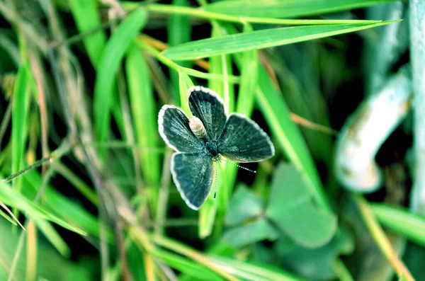 Butterfly Green Grass Garden Closeup Photo — Stock Photo, Image