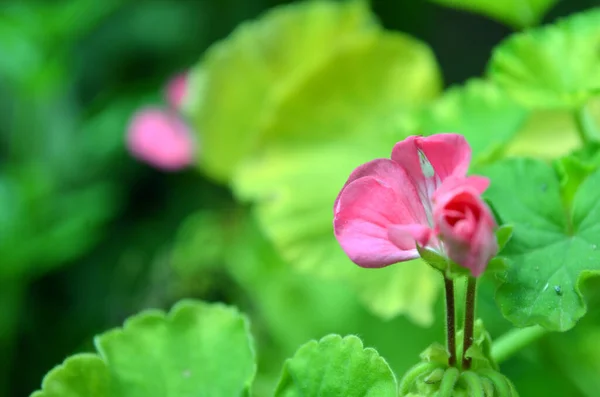 庭のピンクのゼラニウムの花 柔らかい焦点 浅いDof — ストック写真