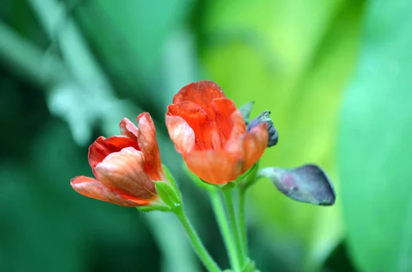 Rode Geranium Bloemen Een Groene Achtergrond Close — Stockfoto