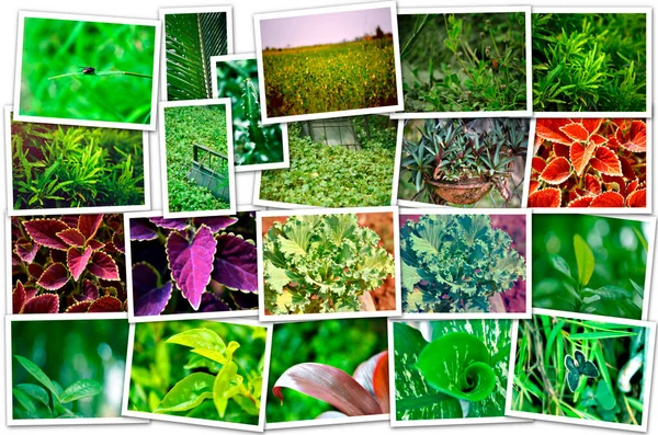 Collage Varias Plantas Verdes Macetas Enfoque Selectivo —  Fotos de Stock
