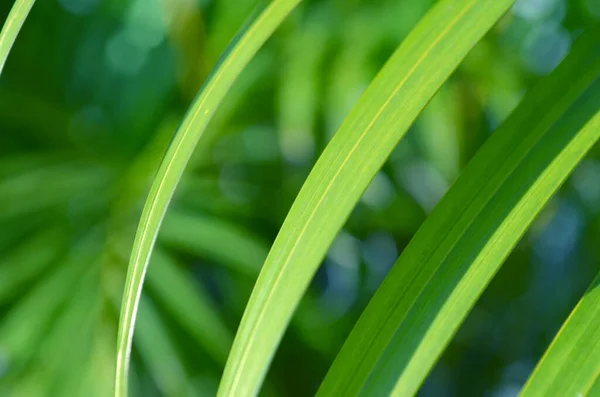 stock image Close up of green palm leaf with sunlight and bokeh background