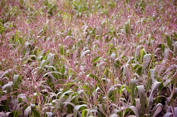 Kukoricanövények Közelsége Mezőn Szelektív Fókusz — Stock Fotó