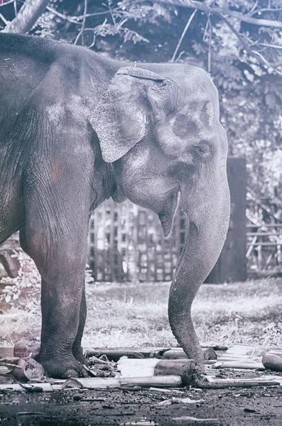 Азиатский Слон Зоопарке Таиланд Эффект Винтажа Обработанный Фильтром Изображения — стоковое фото
