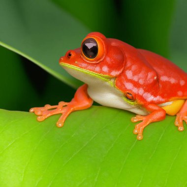 Kırmızı gözlü ağaç kurbağası.. 