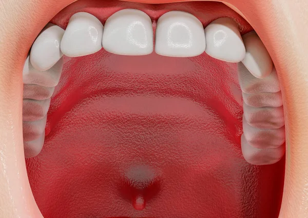 Людські Різці Канапки Зуби Роті Ілюстрація — стокове фото