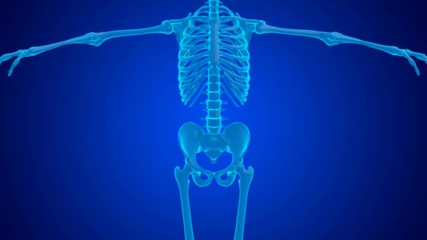 蓝全息图腰椎关节疼痛是由软骨磨损引起的 3D动画 — 图库视频影像