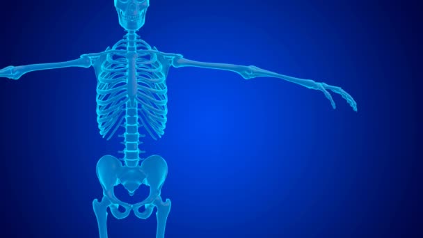软骨磨损造成肘关节的蓝色全息图疼痛 3D动画 — 图库视频影像