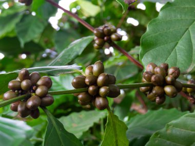 Brezilya tarlalarındaki ağaç dalında organik kahve çekirdekleri. Yakın çekim