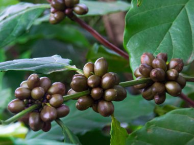 Brezilya tarlalarındaki ağaç dalında organik kahve çekirdekleri. Yakın çekim