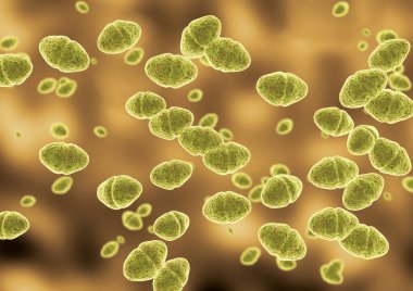 Lactococcus bakteri cinsinden laktobacillus kefir kolonisi, gram-pozitif ve anaerobik. 3B Görüntü