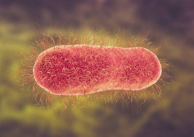 Tifoya sebep olan Salmonella enterica serotip tifo mikroskobik görüntüsü. 3B illüstrasyon