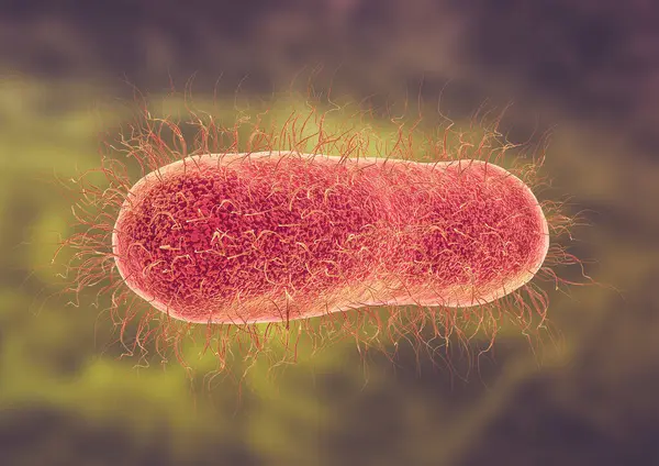Tifoya sebep olan Salmonella enterica serotip tifo mikroskobik görüntüsü. 3B illüstrasyon