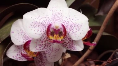 Phalaenopsis orkide çiçeği ve beyaz yapraklar rüzgar tarafından hareket ettirildi. Kapat.
