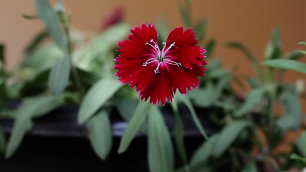 Piękny Czerwony Kwiat Goździków Ruchu Patelni Zamknij Się — Wideo stockowe