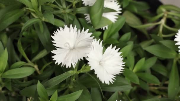 Piękny Biały Kwiat Goździków Płatkami Poruszanymi Przez Wiatr Zamknij Się — Wideo stockowe