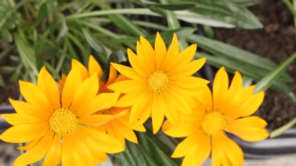 Hermosa Flor Amarilla Especie Gazania Con Pétalos Movidos Por Viento — Vídeo de stock