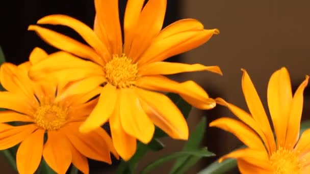 Gazania Türünün Yaprakları Rüzgarla Hareket Eden Güzel Sarı Çiçeği Kapat — Stok video