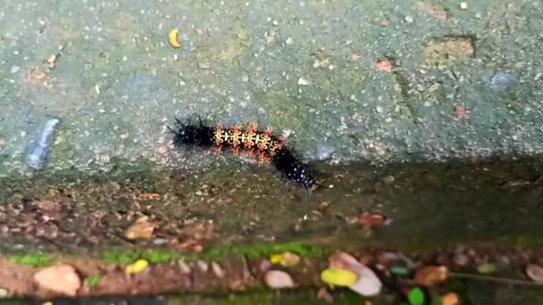 在地上爬行的小毛毛虫 动物生命 — 图库视频影像