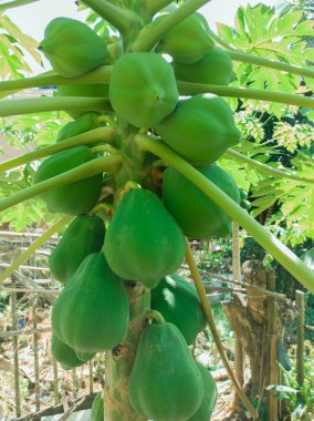 Kırsal alanda bir sürü yeşil meyvesi olan papaya ağacı. Kapat.