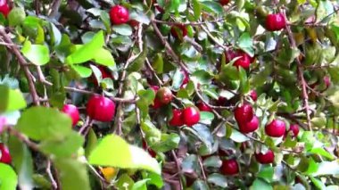 Taze organik acerola ağacı, açık hava acerola çiftliği. Görüntüyü kapat