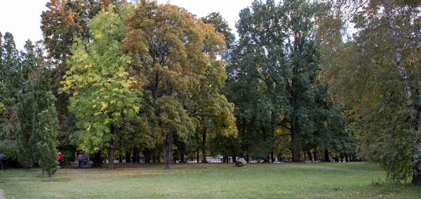 Bunter Herbst Wald Naturpark Herbst Grünes Und Gelbes Gartenblatt — Stockfoto