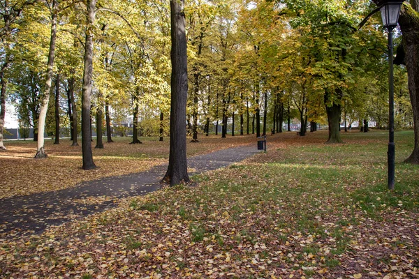 Красочная Осень Лесу Природный Осенний Парк Зеленый Желтый Лист Сада — стоковое фото