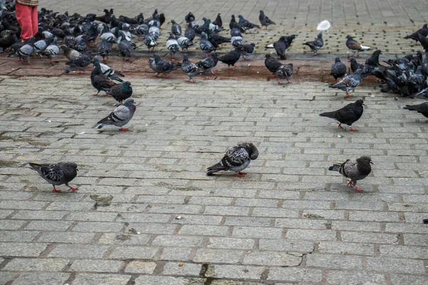 stock image pigeons eating bread crumbs on wood floor at floating marke. Flock of pigeons on the market