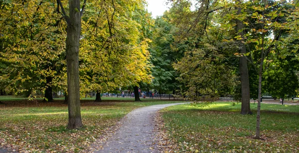 Barevný Podzim Lese Přirozený Podzimní Park Zelený Žlutý Zahradní List — Stock fotografie