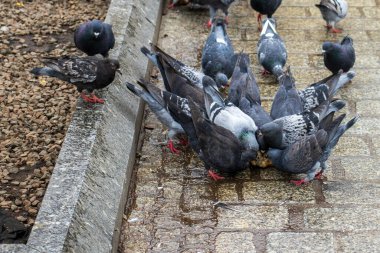 Güvercinler tahta zeminde ekmek kırıntıları yiyorlar. Piyasadaki güvercin sürüsü